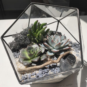 florarium_preview