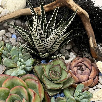master_florarium